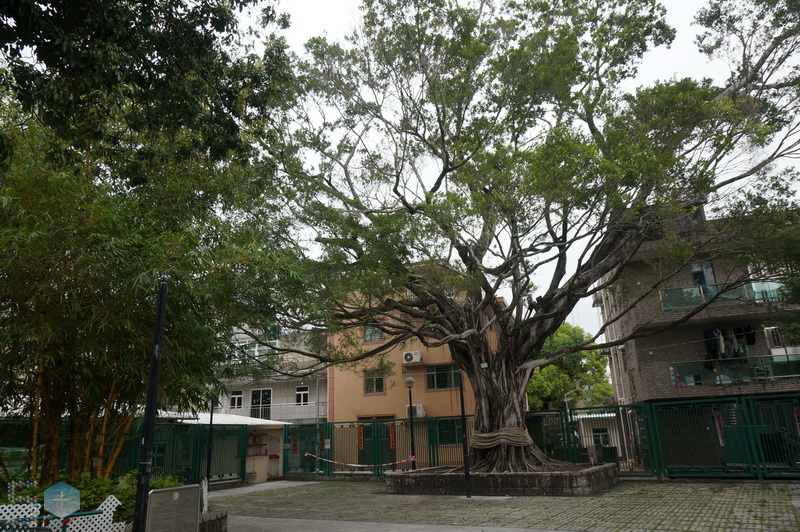 50+香港行之圍頭村(2022年3月27日) – 50+傳承