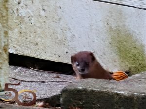 20260228_台灣五天行第四天之清晨的奧萬大