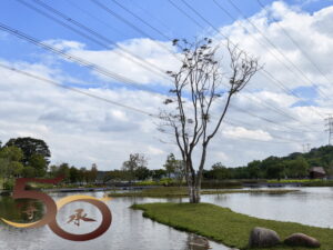 20261017_50+深圳九圍濕地公園行之濕地公園